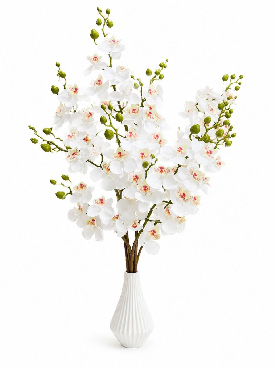 شاخه گل ارکیده سفید